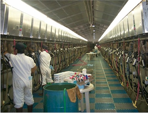 Milking stalls in a long dairy farm barn.